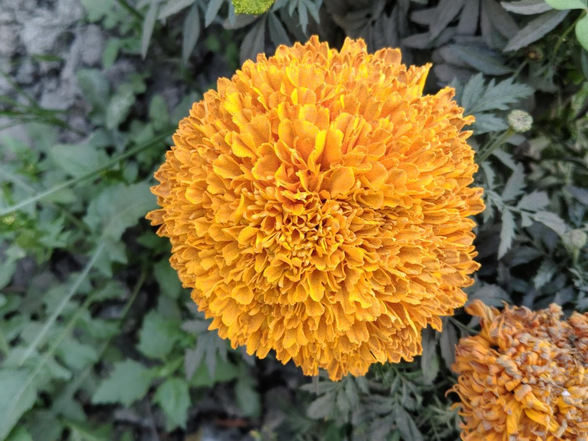 Motorola Edge 70 Fusion camera sample image 1